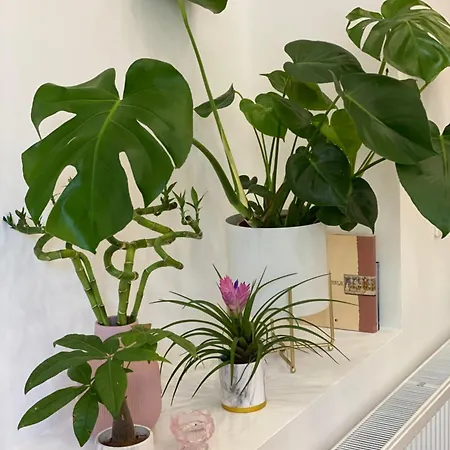 Jungle Loft - Central/free Parking Apartment